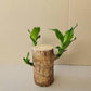 Brazilian Lucky Wood, Mini Home Plant Decorations