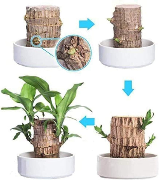 Brazilian Lucky Wood, Mini Home Plant Decorations